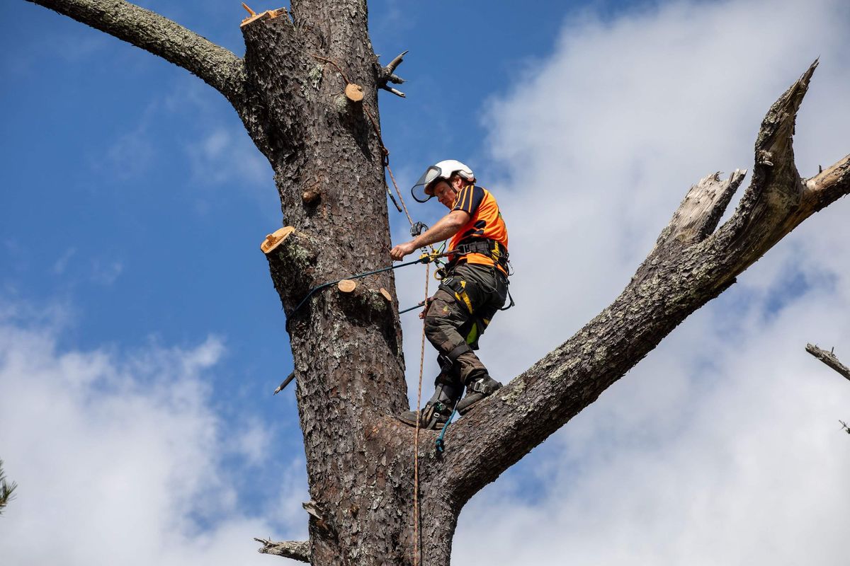 Trusted Manassas Stump Grinding Service Offering Quality Results