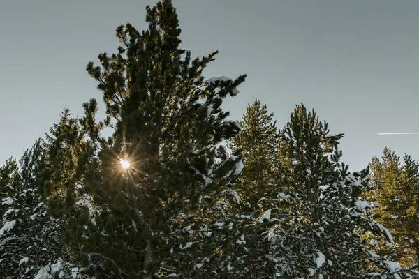 Best Springfield Tree Services for Residential Properties
