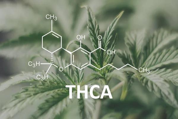 Exploring the Growing THCA Market in Austin